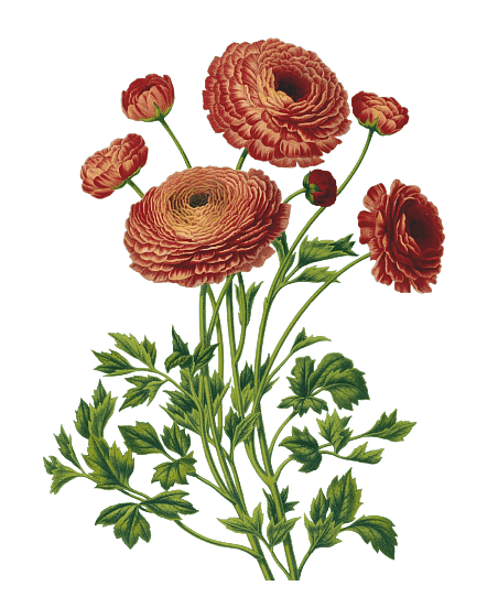Bouquet Of Vintage Red Flowers - Illustration