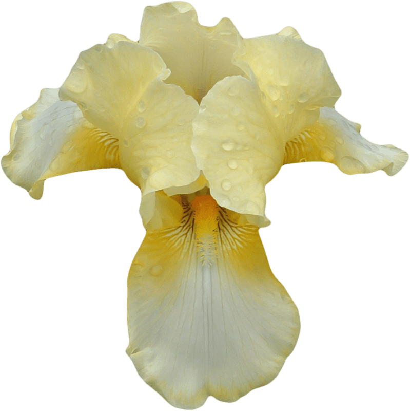 White Yellow Orchid