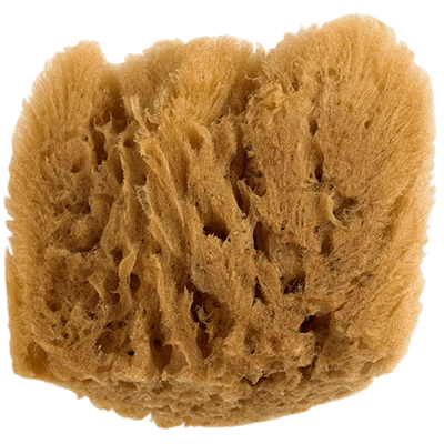 Natural Sponge
