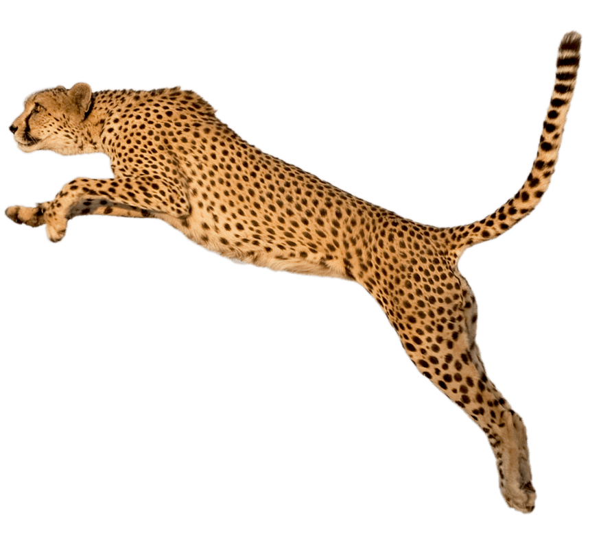 Cheetah Jump