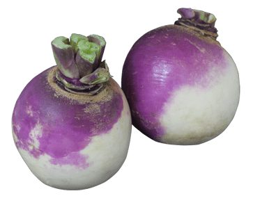 Turnip