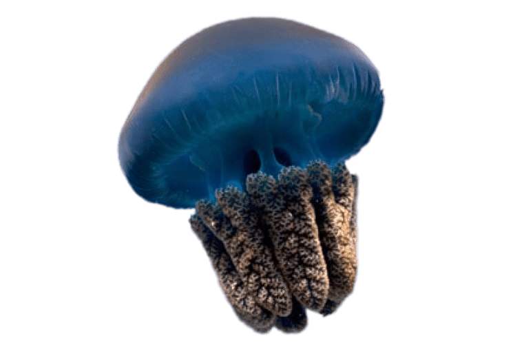 Blue Jellyfish