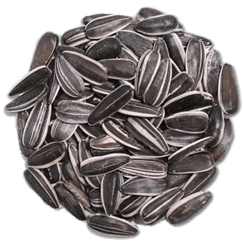 Circular Pile Of Sunflower Seeds