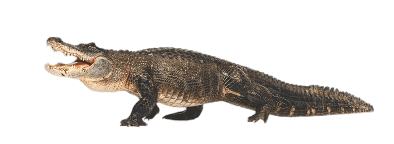 Caiman Full Body