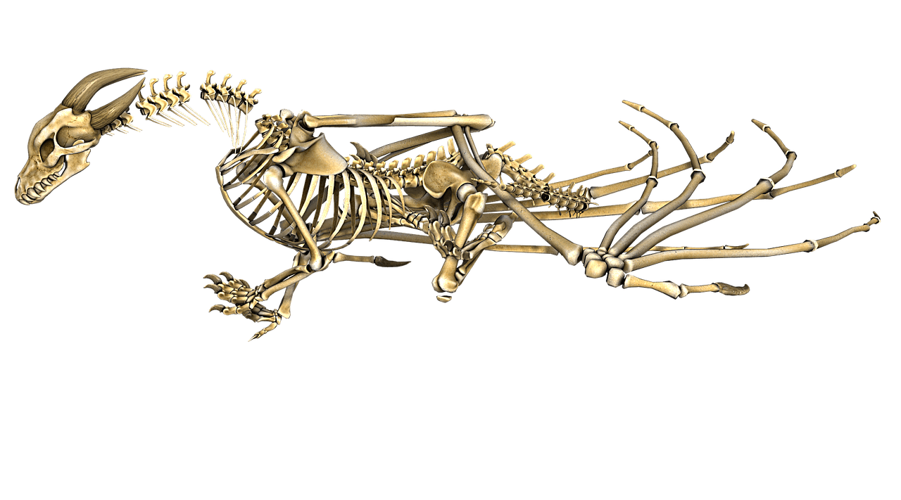 Dragon Horned Skeleton