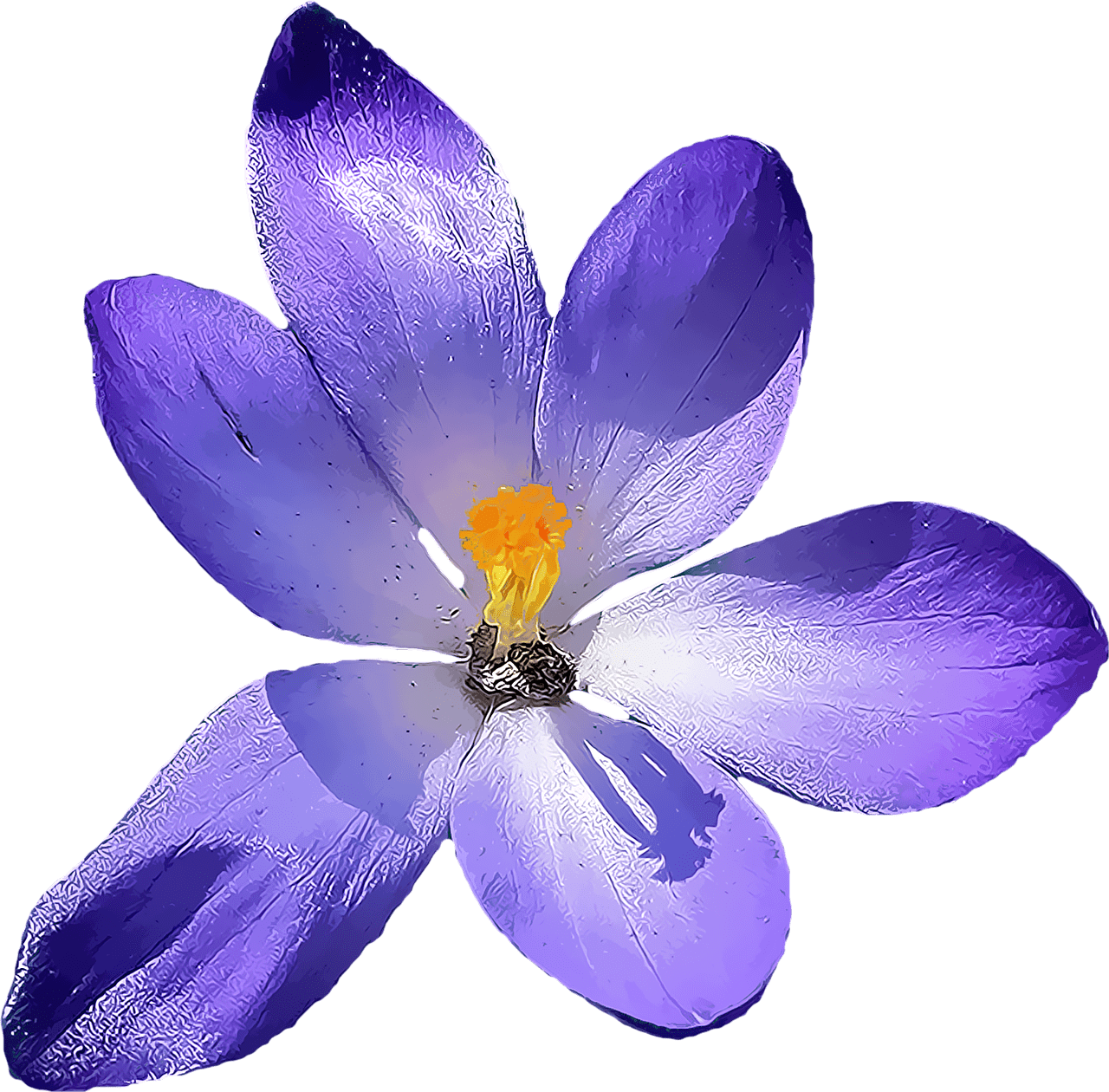 Crocus
