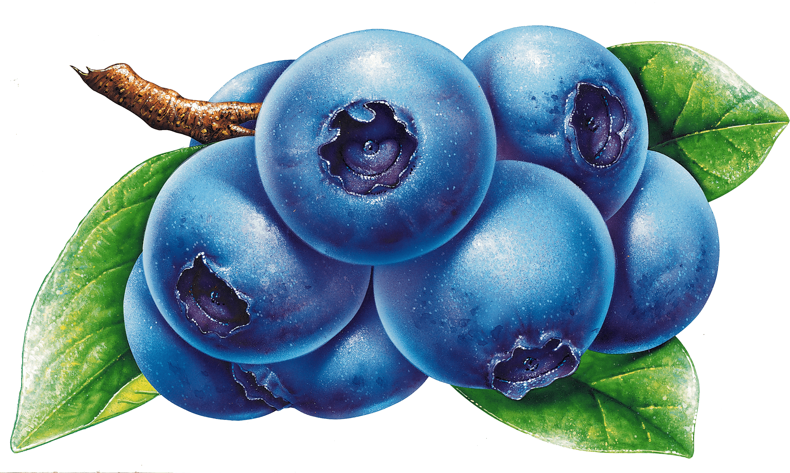 Blueberries Drawing