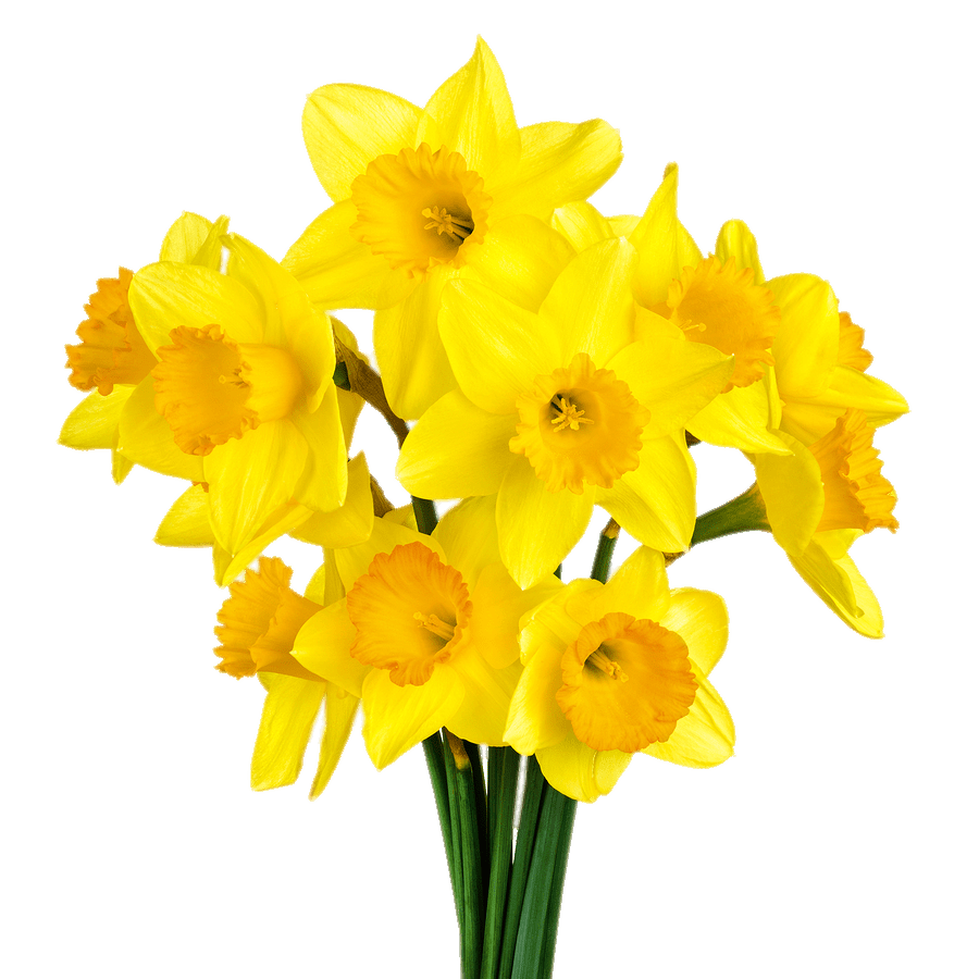 Daffodil Bunch