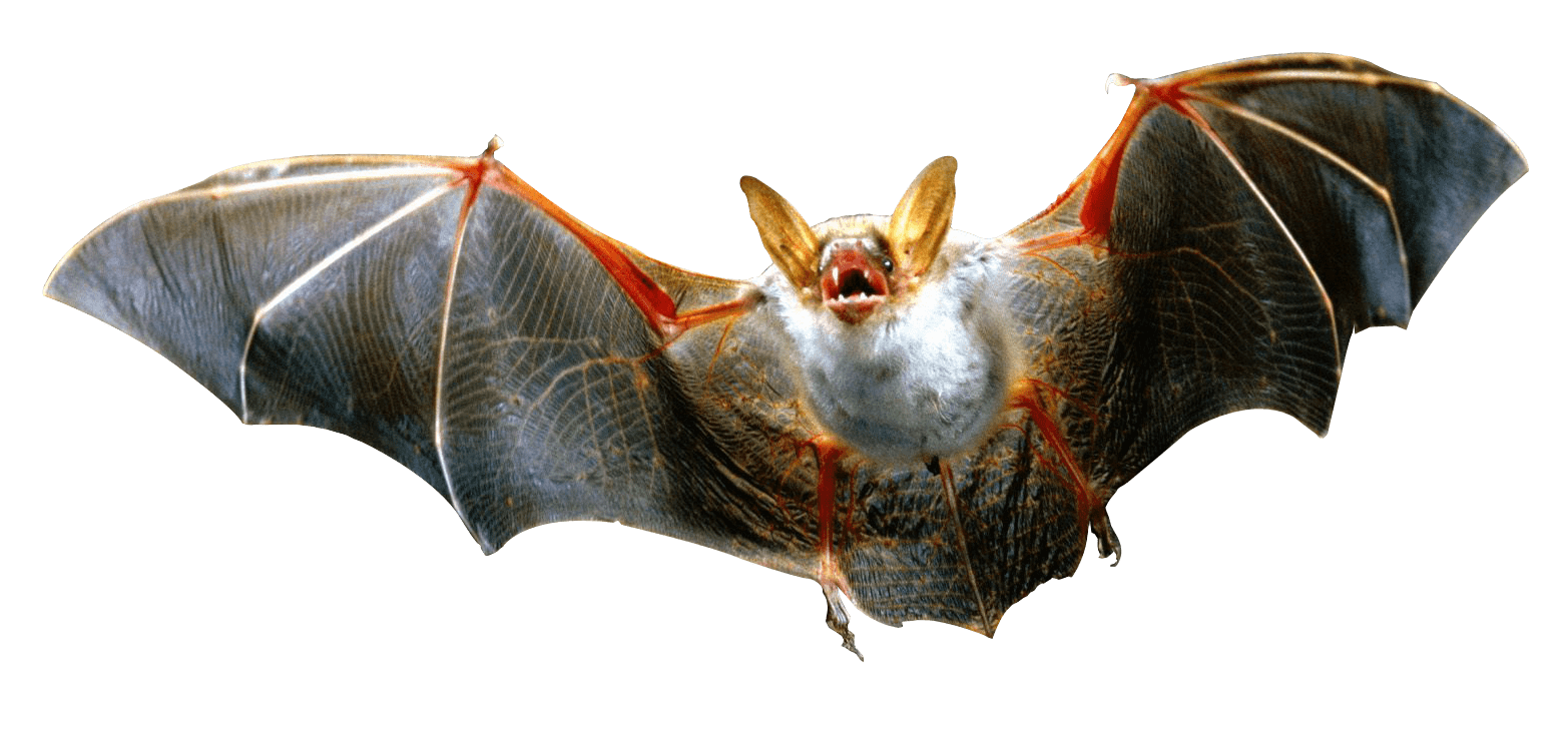Vampire Bat