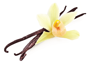 Vanilla Flower Beans