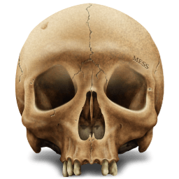 Brown Skull