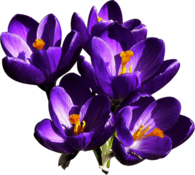 Crocus Group