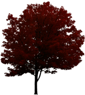 Red Tree