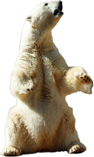 Polar Bear Sitting