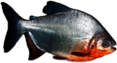 Piranha