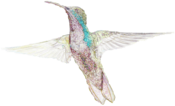 Birds Hummingbird Drawing