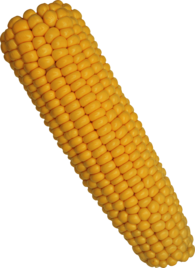 Corn Solo