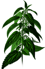 Nettle Plant Drawing