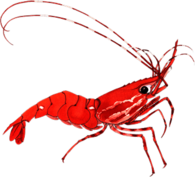 Shrimp Clipart
