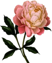 Pink Peony Drawing