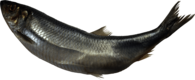 Curved Fish