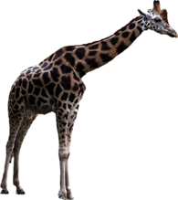 Giraffe Large