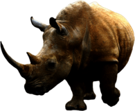 Brown Rhino