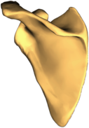 Left Scapula