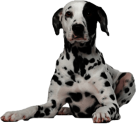 Dalmatian Dog