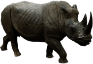 Rhino Running