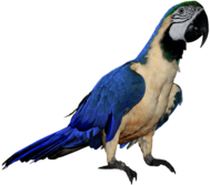 Blue Parrot