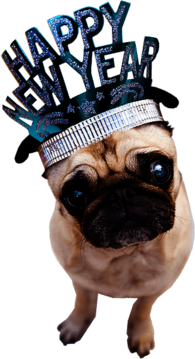 Happy New Year Dog