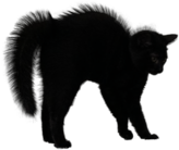 Scared Cat Halloween