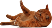 Cat on His Back