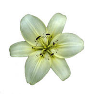 White Lily Flower