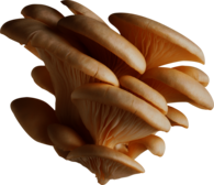 Group Of White Mushrooms