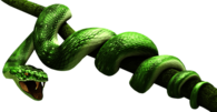 Green Snake