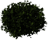 Bush Dark Green