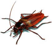 Cockroach Illustration