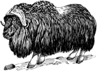 Musk Ox Drawing Black and White