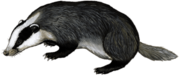 Badger Illustration