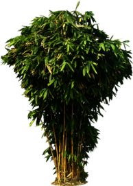 Bamboo Bush