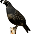 California Quail