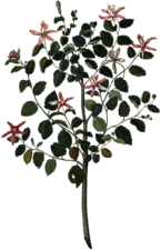 Plant With Red Purple Flowers Drawing 17th Century