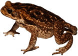 Toad Side View