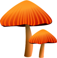 Orange Mushrooms