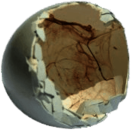 Inside Of Broken Eggshell