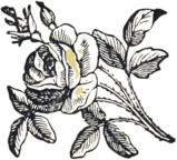 Beautiful Vintage Roses