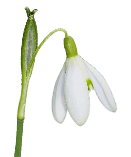 Hanging Snowdrop