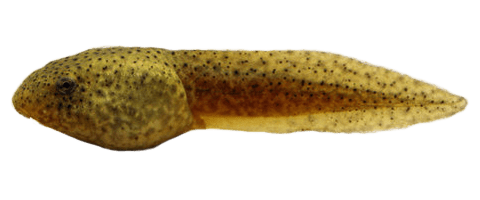 Bullfrog Tadpole